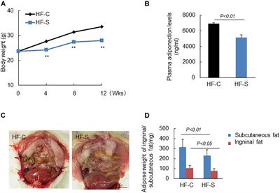 Statins Mitigate Stress-Related Vascular Aging and Atherosclerosis in apoE-Deficient Mice Fed High Fat-Diet: The Role of Glucagon-Like Peptide-1/Adiponectin Axis